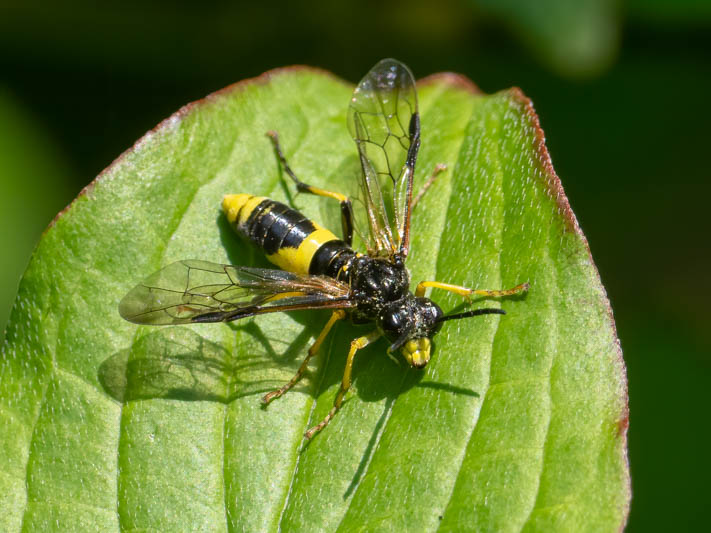 Tenthredo temula (Small Yellow-girdled Tenthredo).jpg